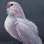 Belgian Bearded d'Anvers Bantam Hen